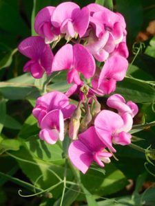 stephanie sweet pea