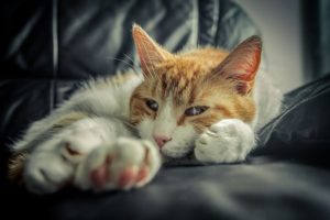 finding peace in grief
